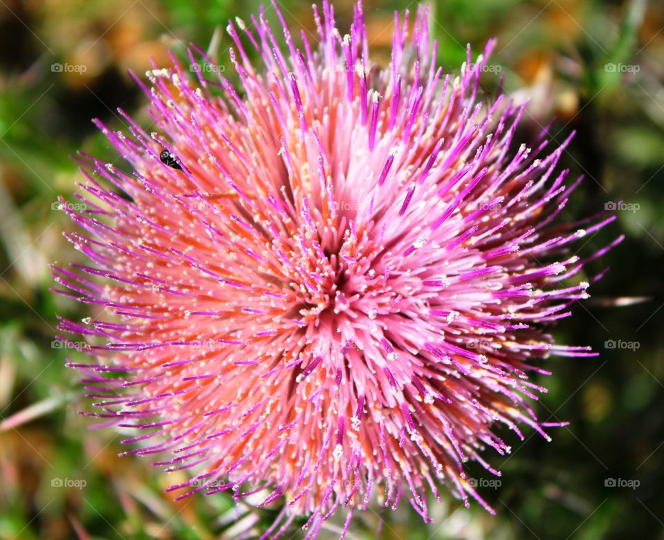 Pink thistle 