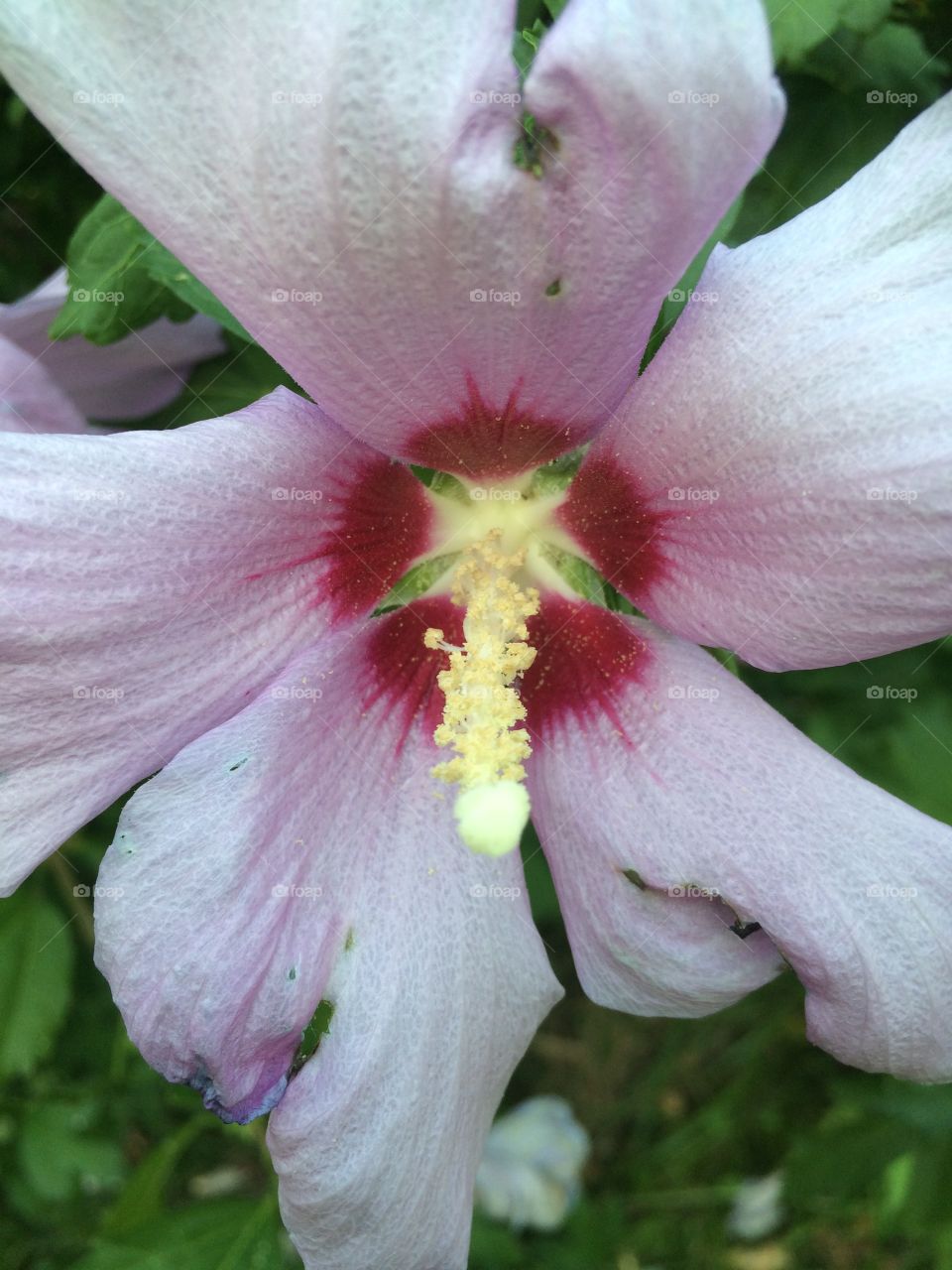 Closeup Flower