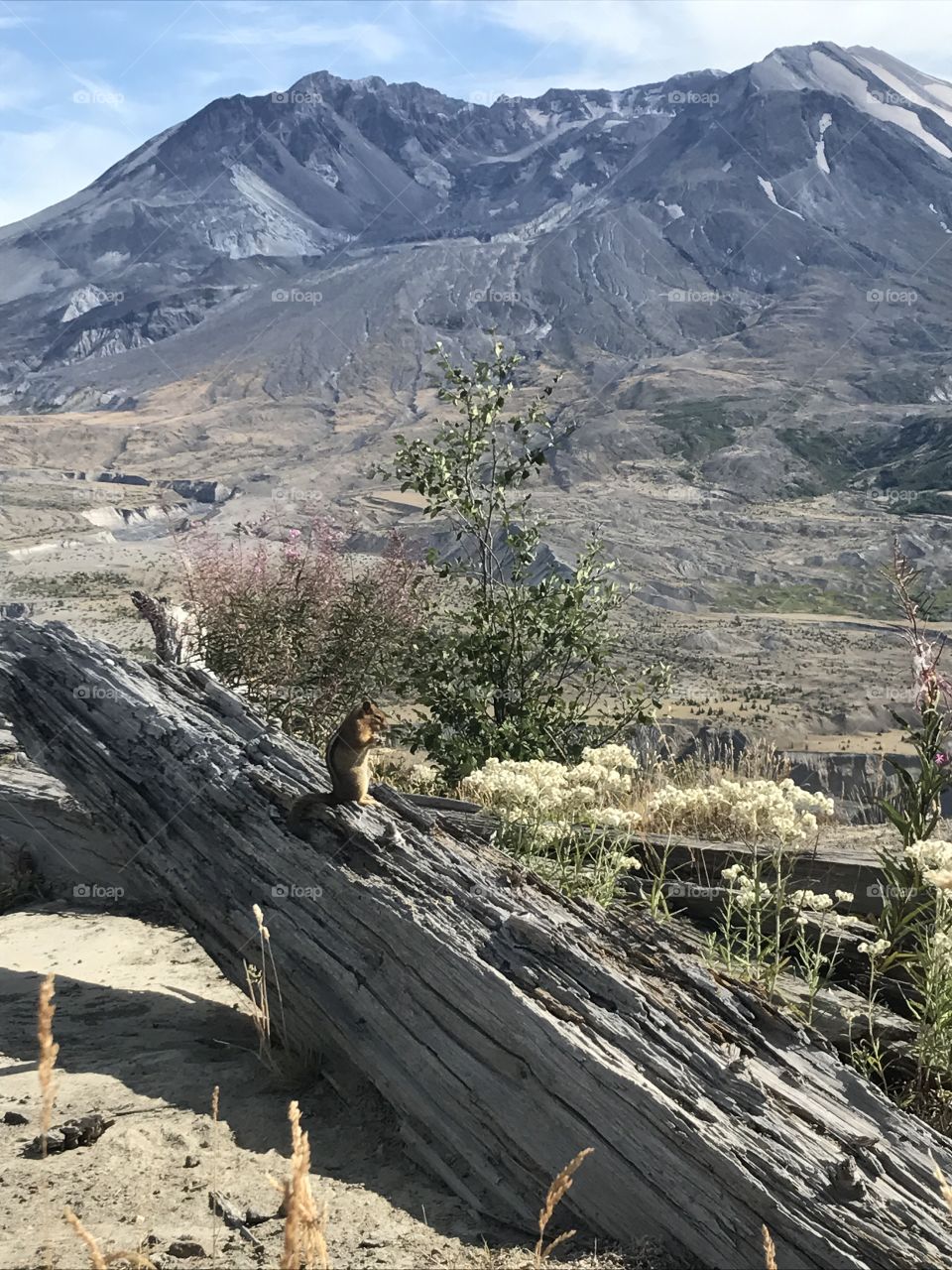 Mt. St. Helens chipmunk