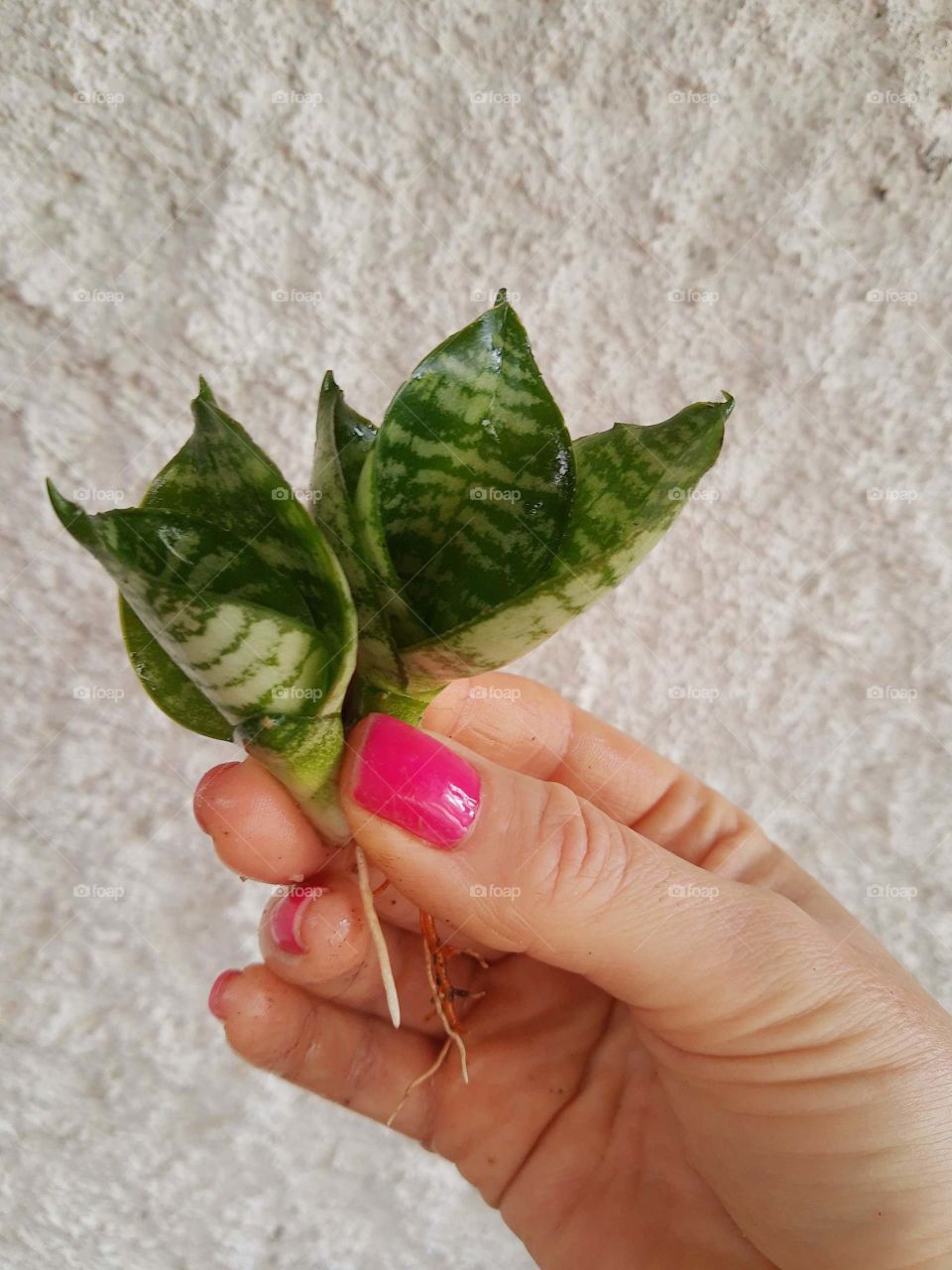 hand holding sansevierias plants