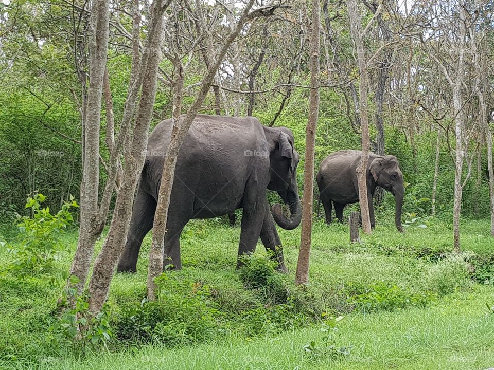 Forest indian elephant