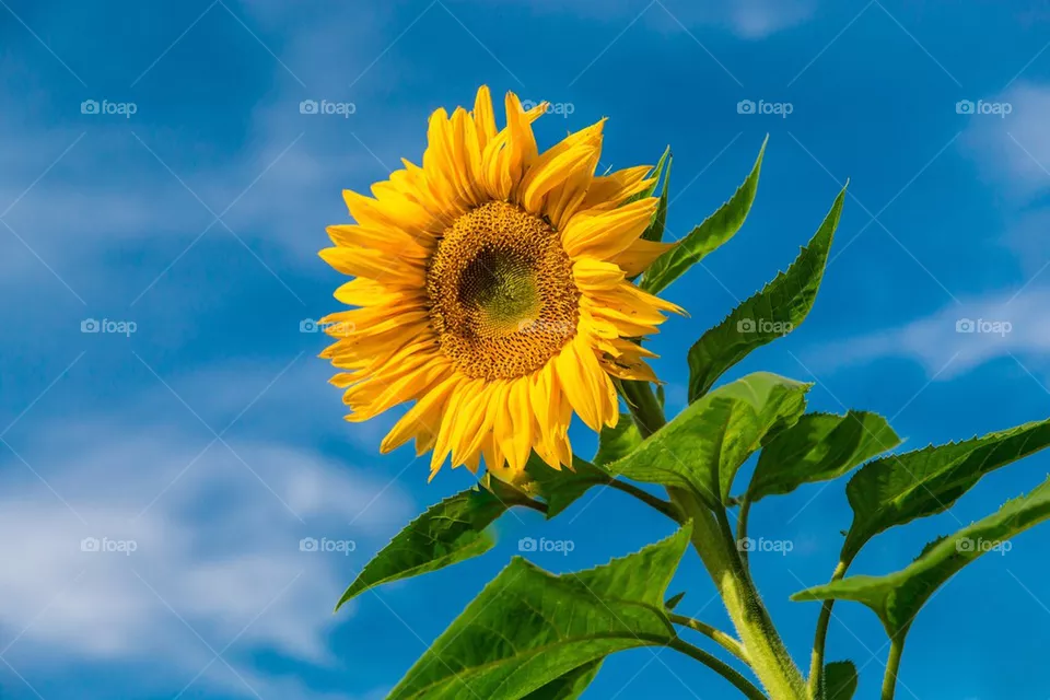 Sunflower 