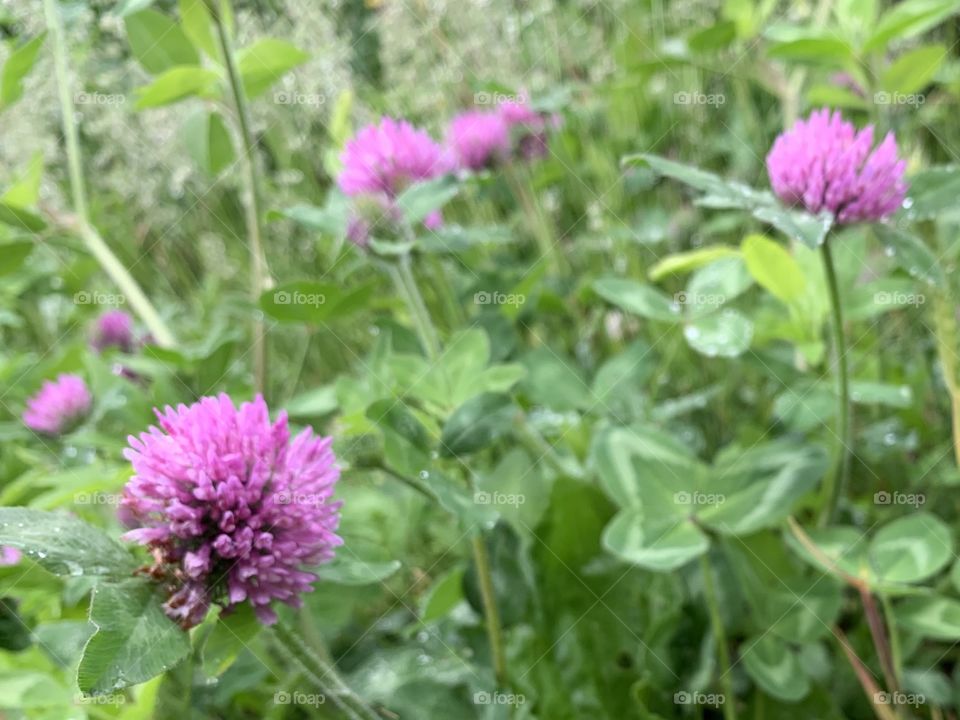 Red clover blossoms in a meadow