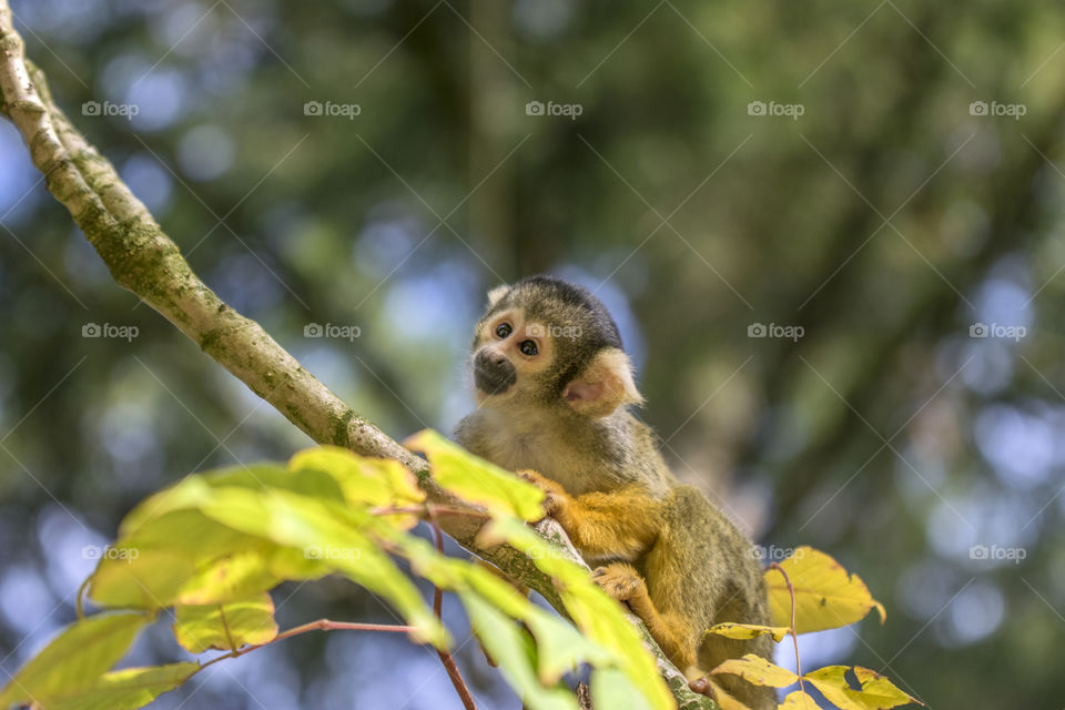 Close Up Of A Black-Capped Squirrel Monkey In A Tree