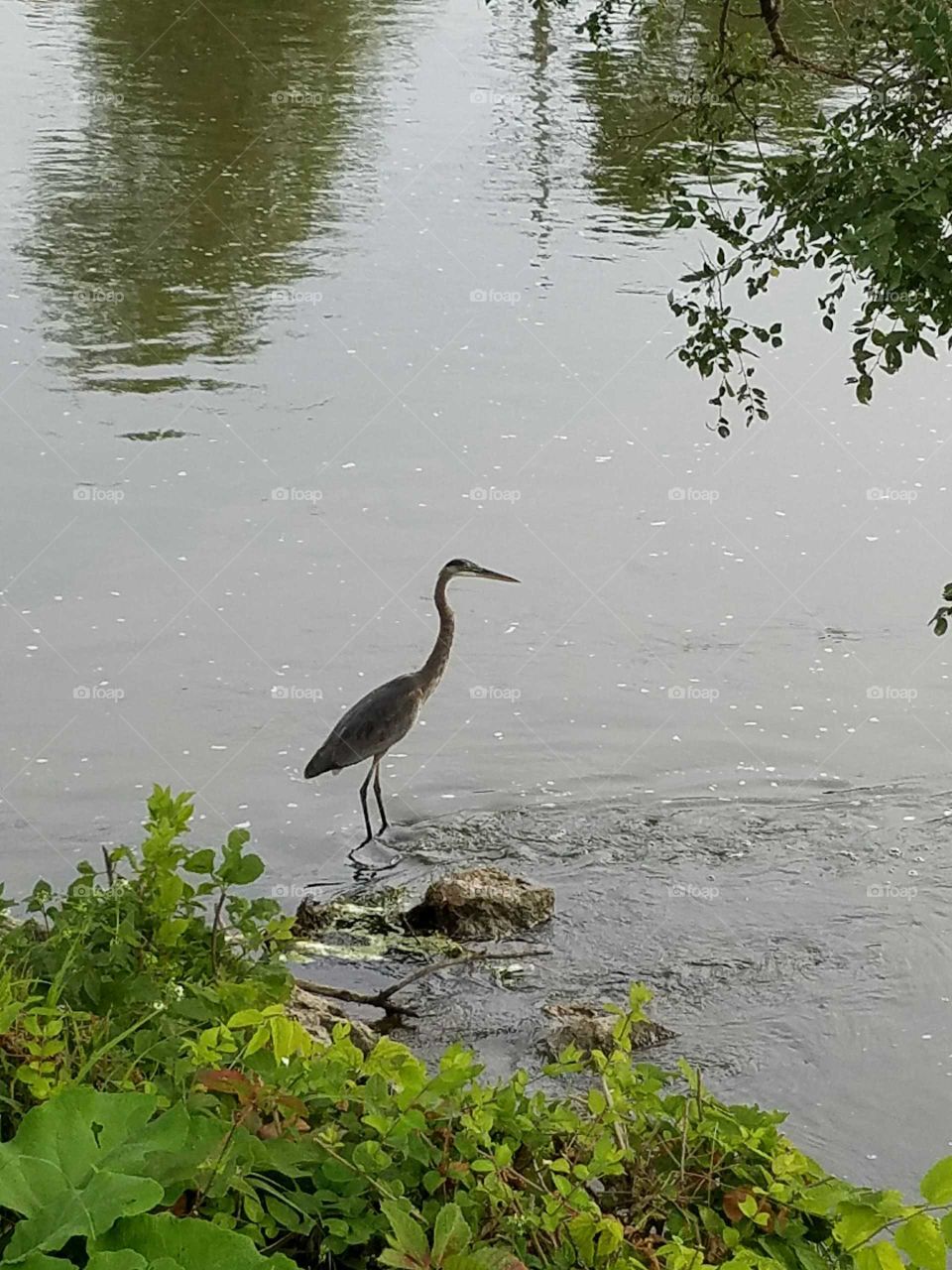 Heron