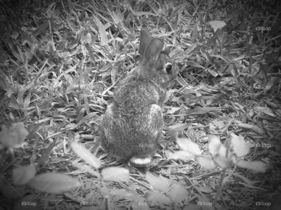 cottontail rabbit grayscale