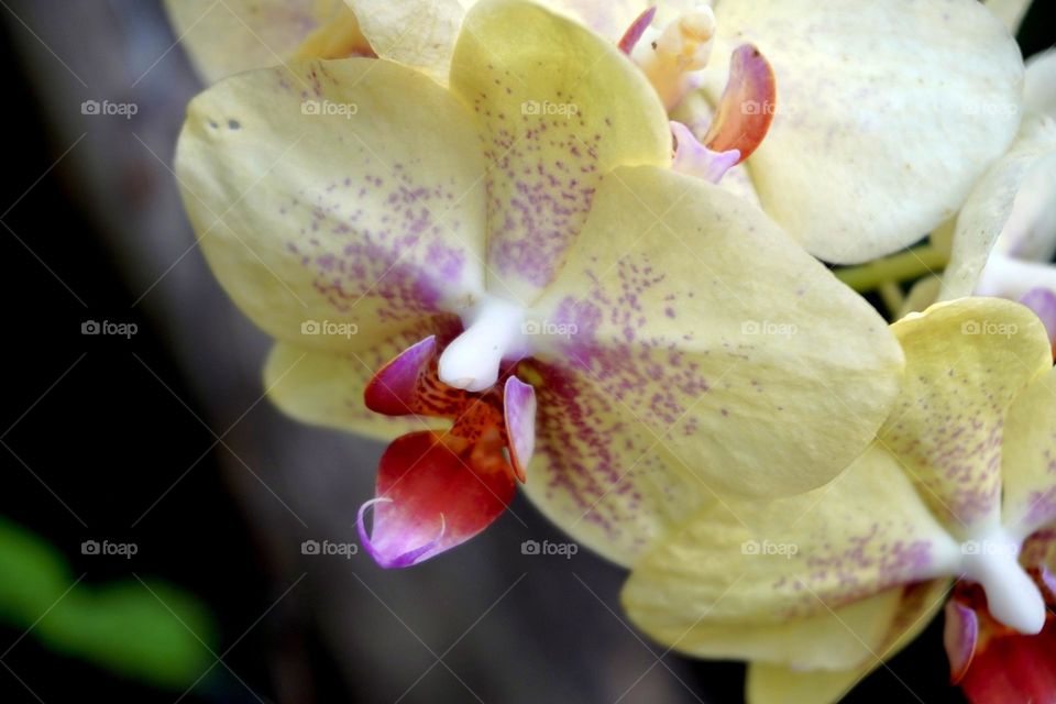 Yellow Orchid Detail