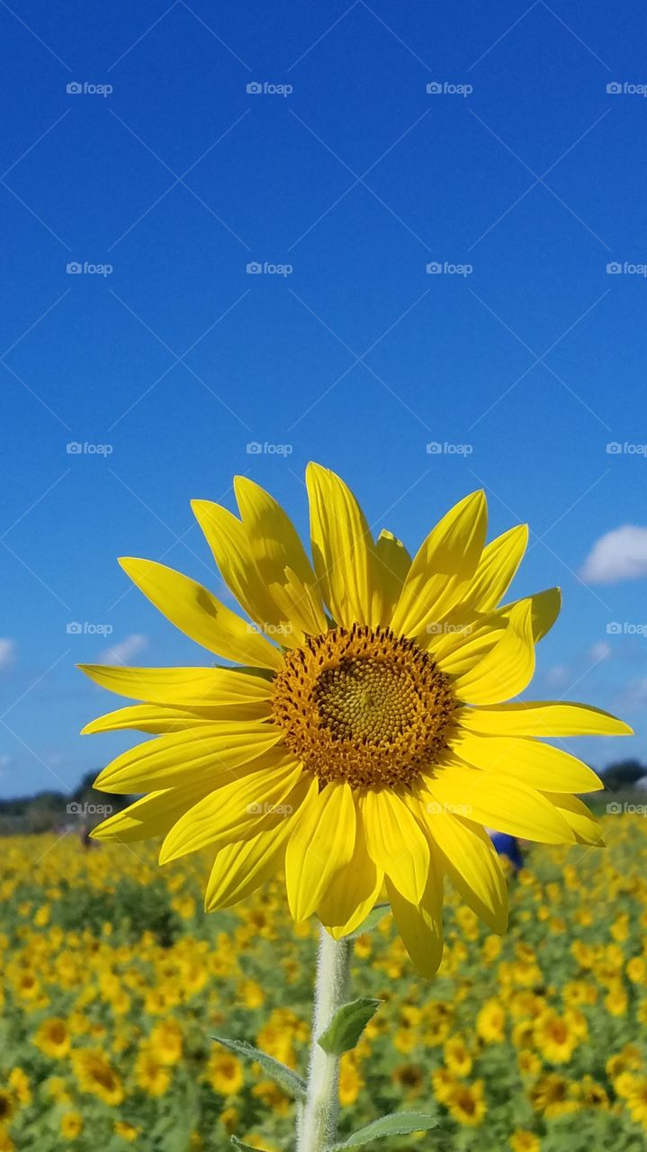 sunflower against a blue sky