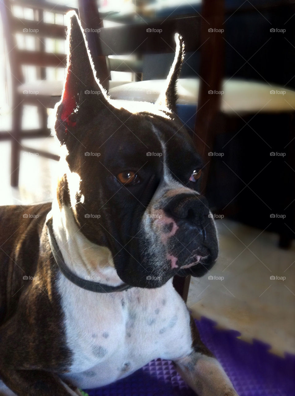 A lovely pure breed boxer dog