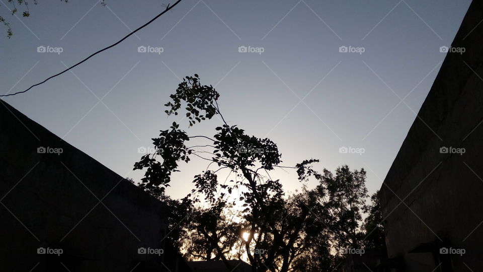 sunshine comes  through tree at sunset