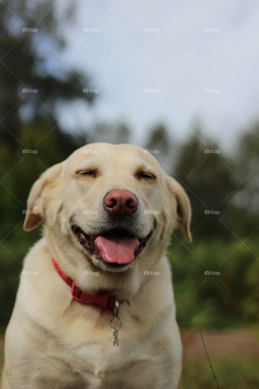 Dog, Pet, Cute, Retriever, Portrait