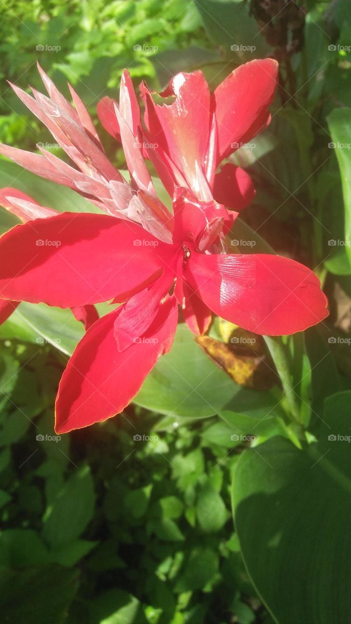 red flower