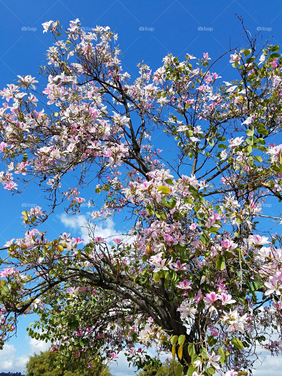 Blossoming tree in Sam's Club parking lot!