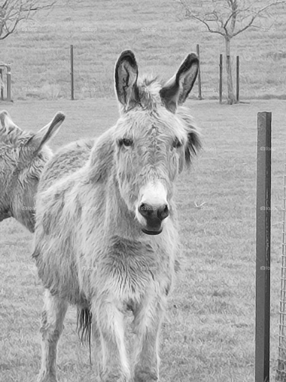 Donkey in the meadow