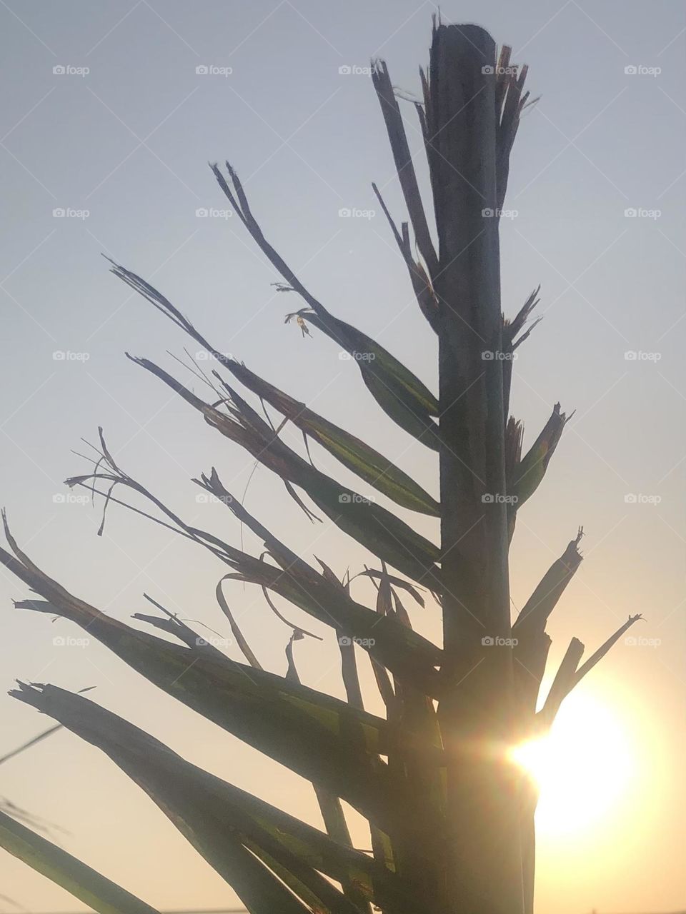 Palm tree at sunset in Rockport. The sun was perfect and so was the wind!