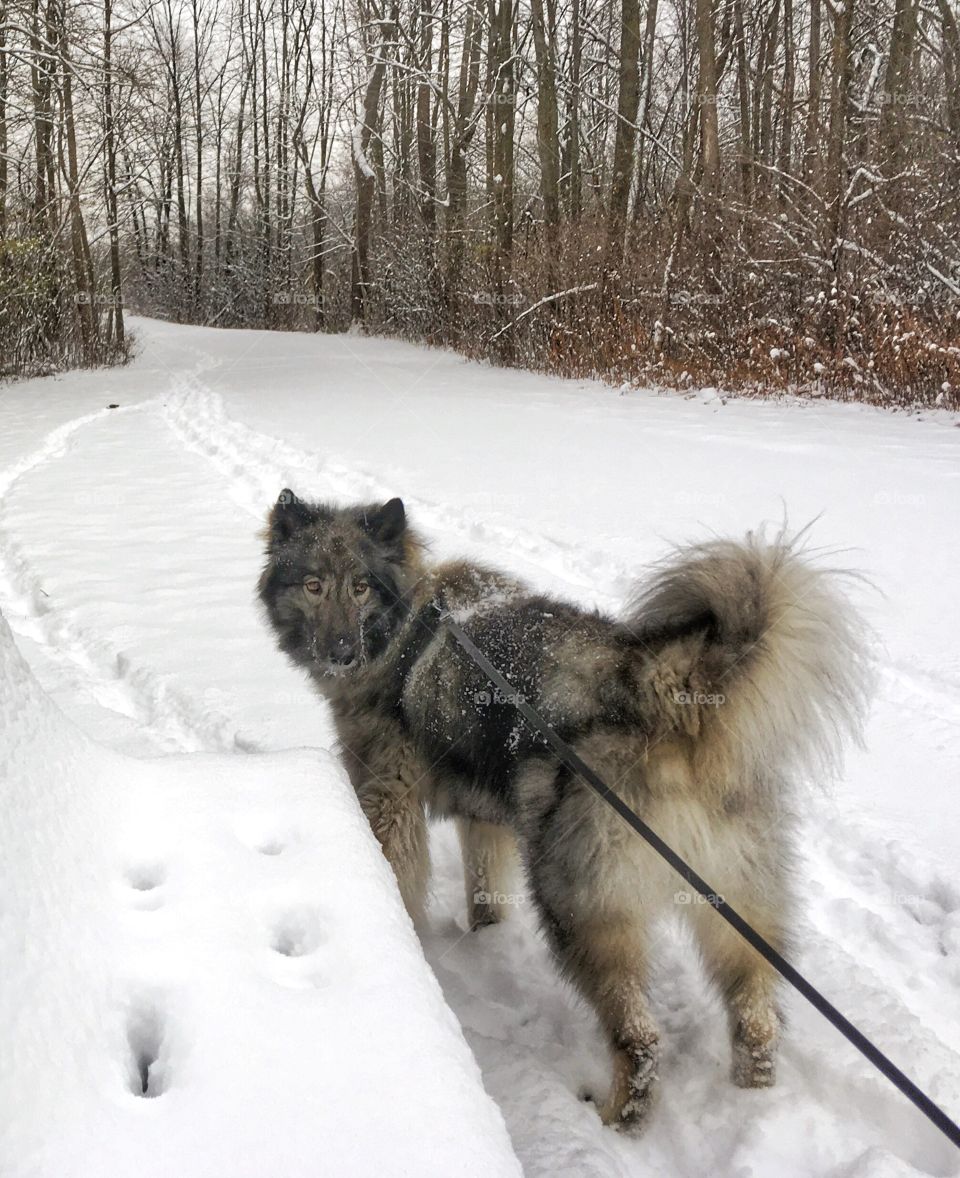 Snowy walk on the trail