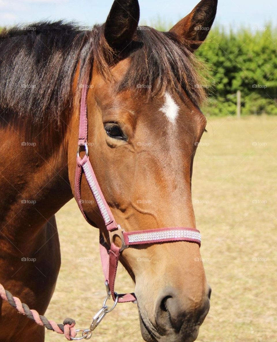 One of the favorite animal on planet.