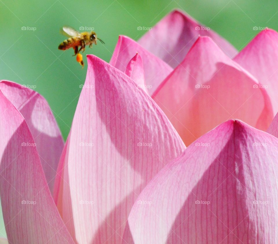 nature's pink lotus flower