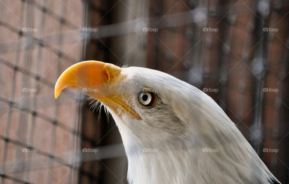 center bird eagle fauna by refocusphoto