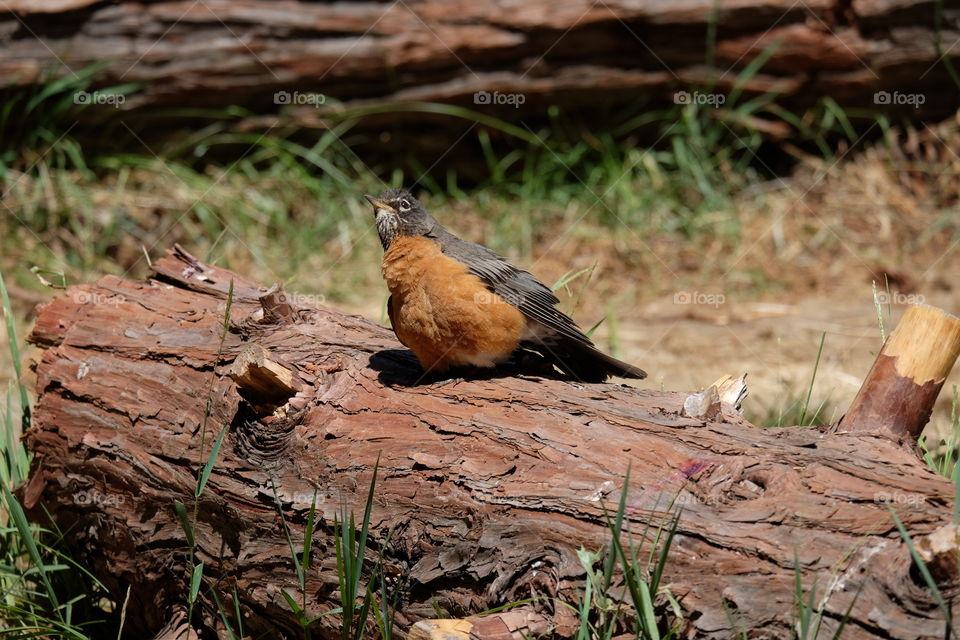 The American Robin is known for its musical whistles.