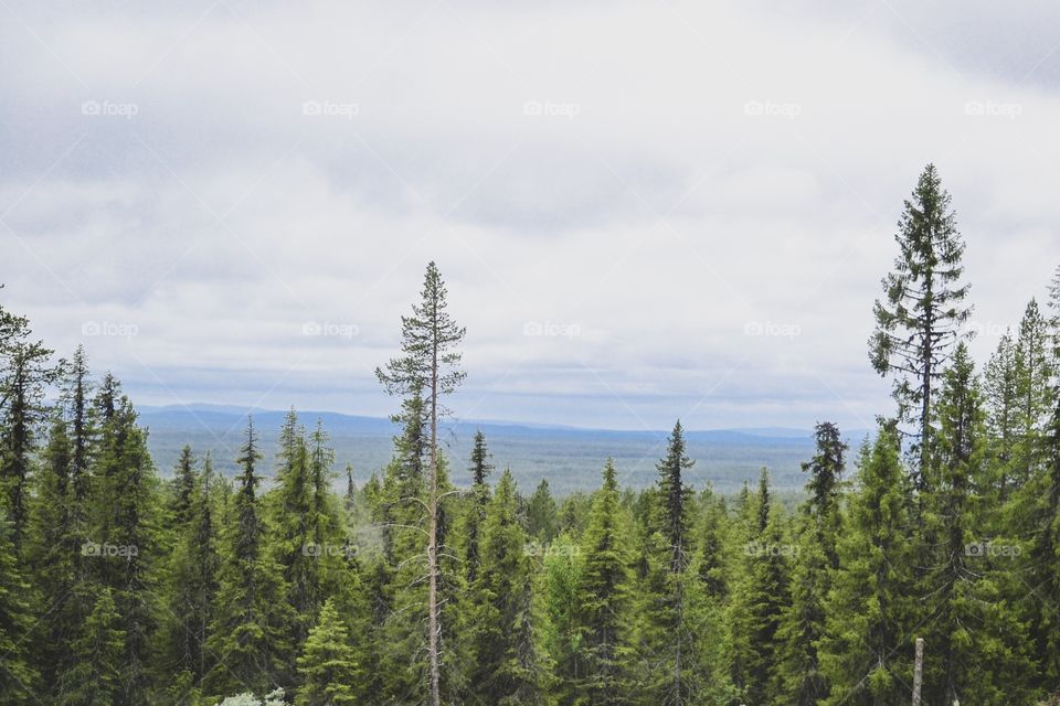 Beautiful nature, View, trees, treetops