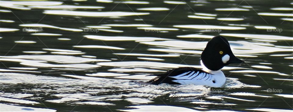 Common Goldeneye