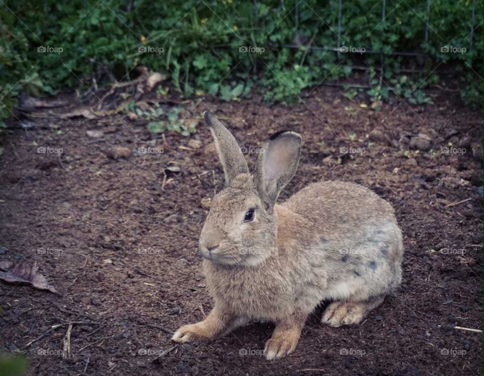 Rabbit#animals#nature#cute