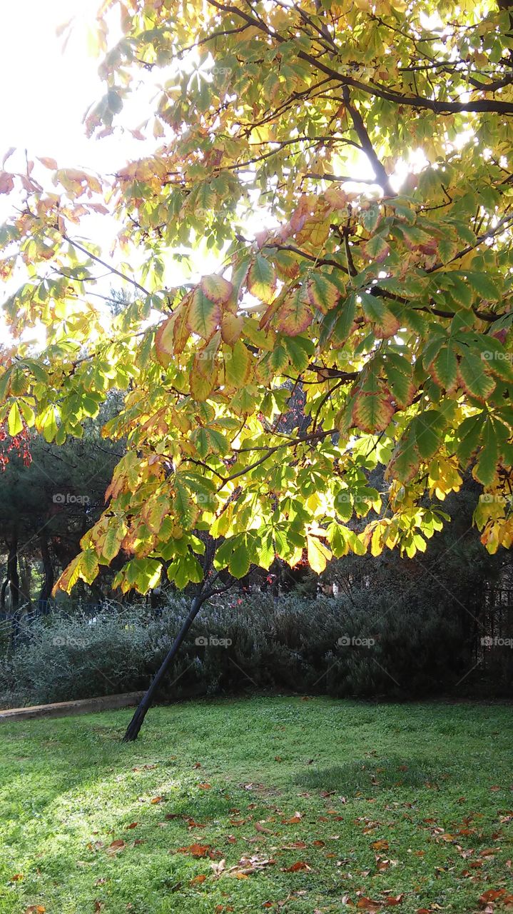 Leaf, Tree, Season, Nature, Fall