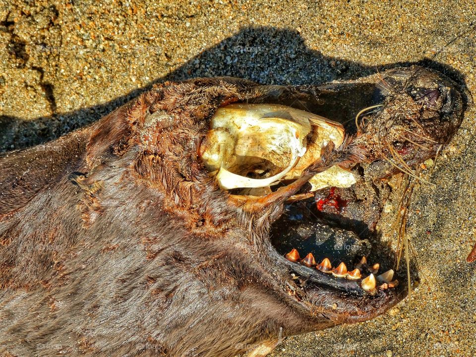 Dead Seal On The Beach