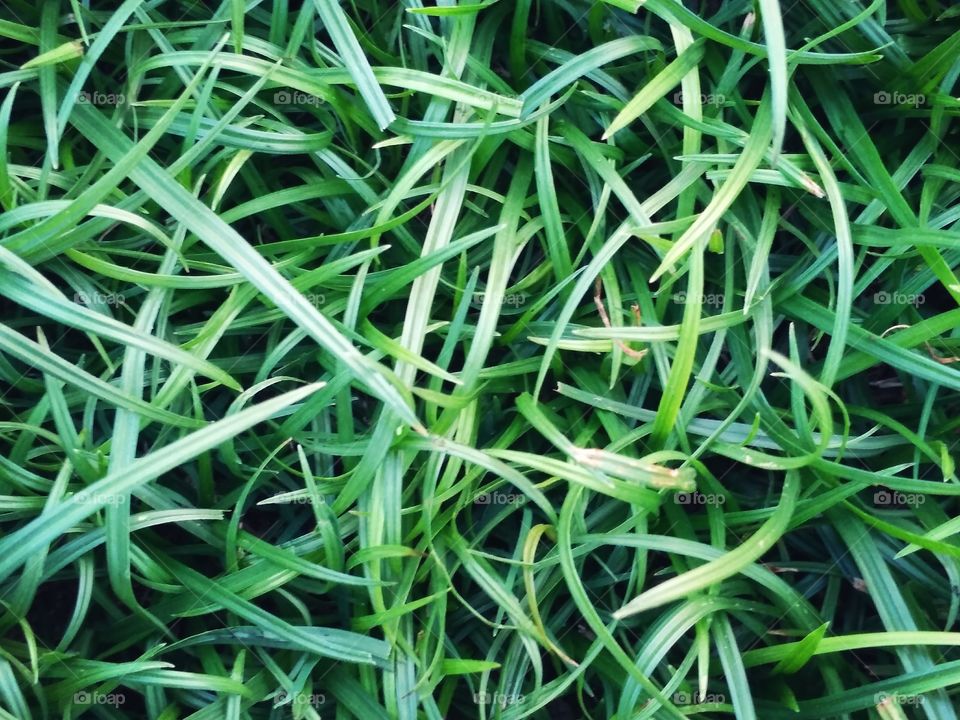 Grass