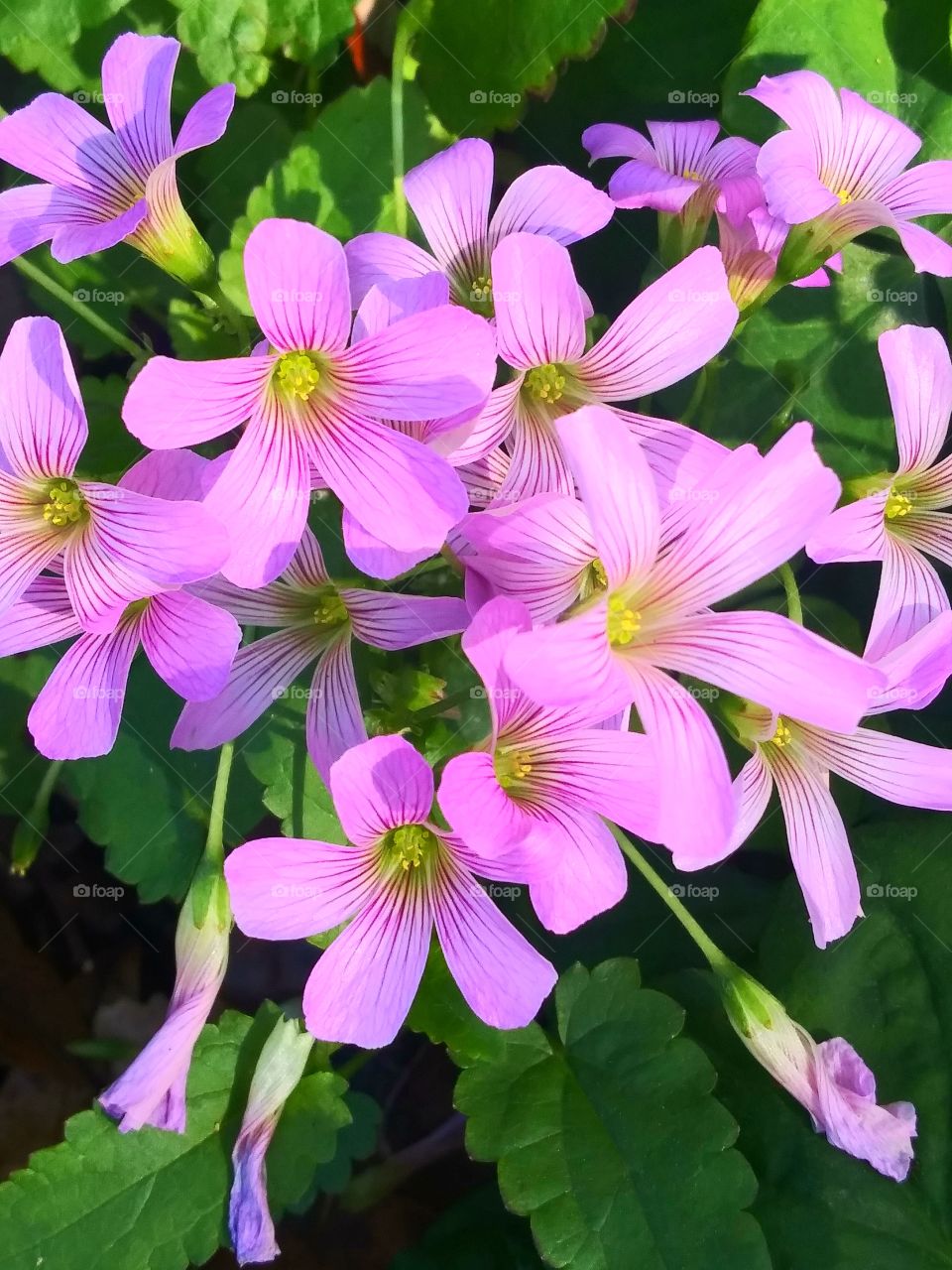 pinkish purple wildflowers