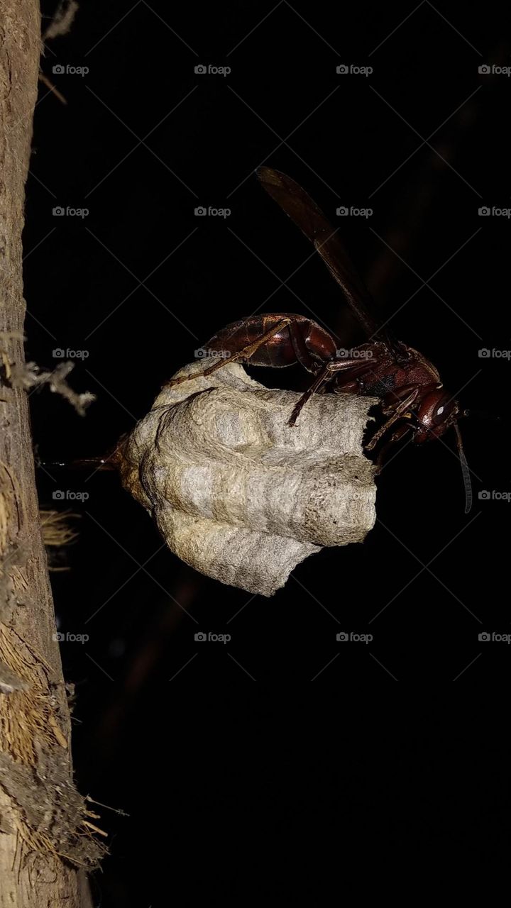 A big wasp landed in his house