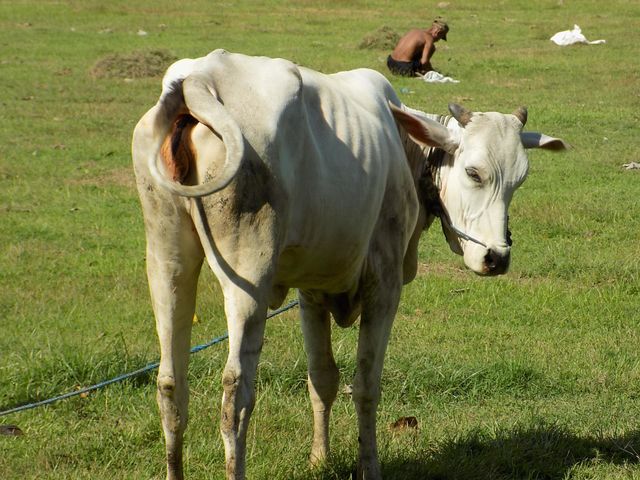 Cow in the meadow, a cow is being fed grass by the farmer who needs feed to survive, the cow seems so happy. In the distance, there is a man who is cultivating the grass for food supplies.