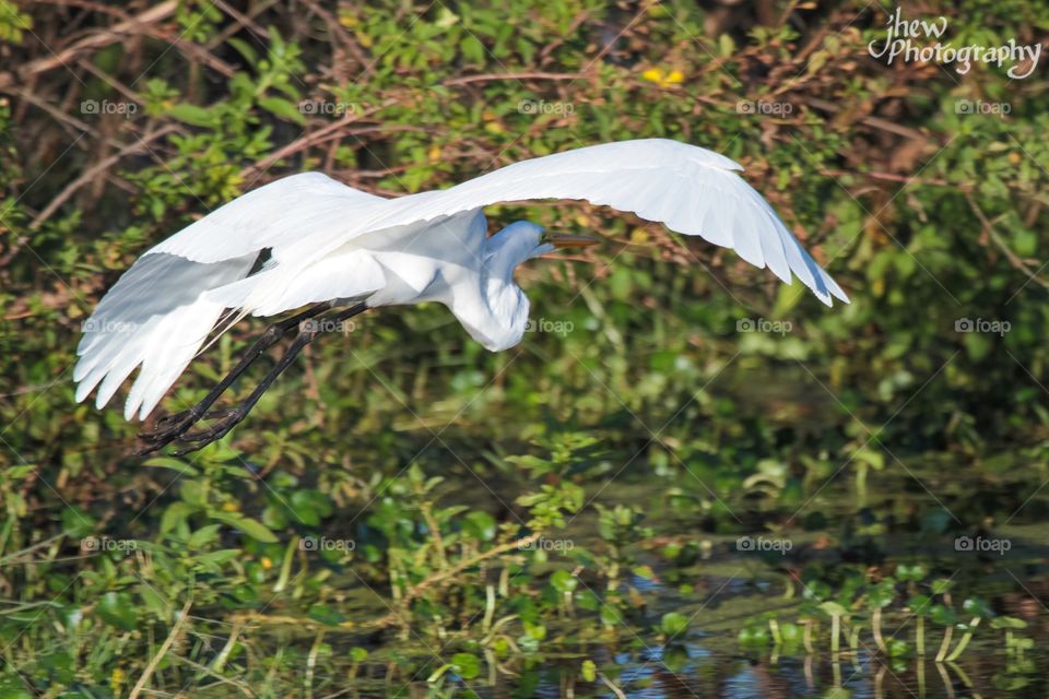 Great White Egret