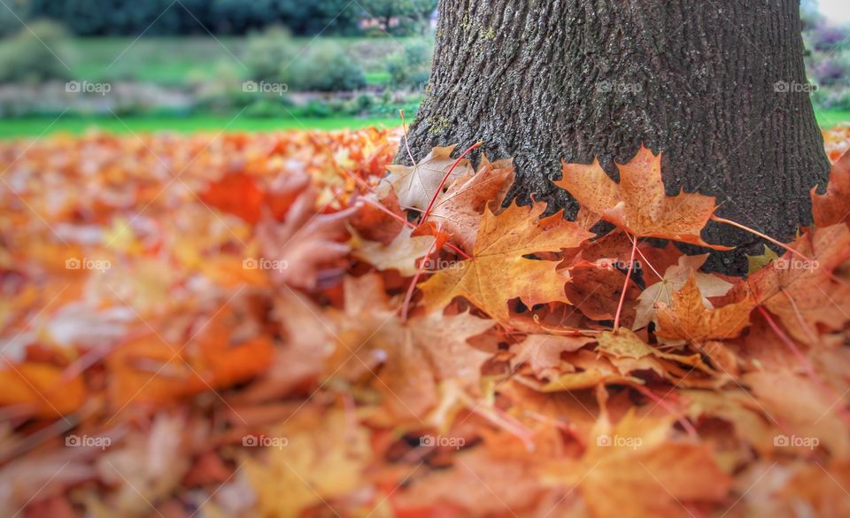 Fallen Golden Leaves. A host of fallen leaves at the base of a tree trunk.