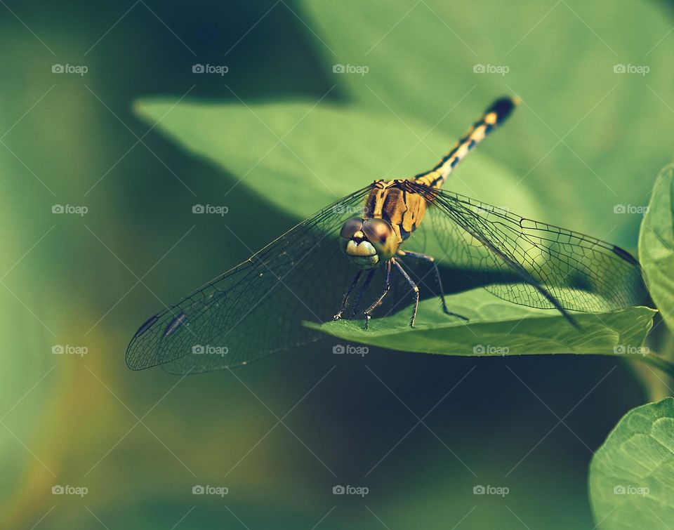 Macro style - Dragon fly - Natural light