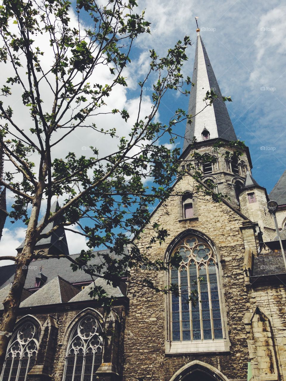 Field leafs at the tree near gothic church 