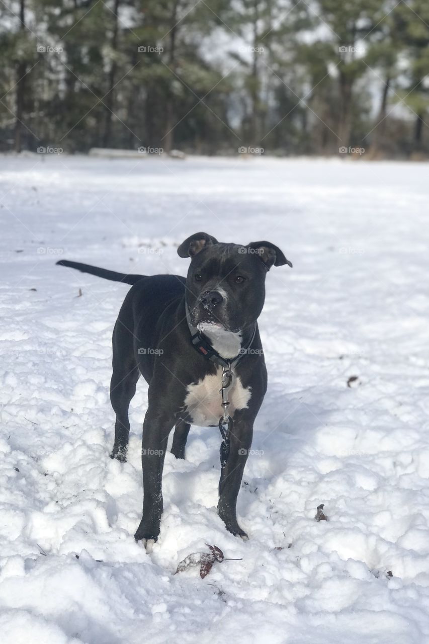 Snow day pit bull play 