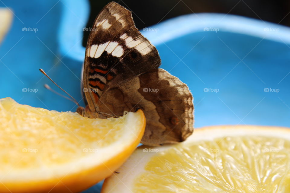 little eating butterfly