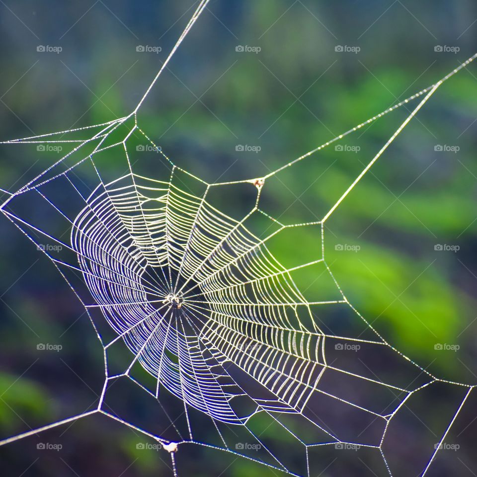 Intricate spider web between palm trees by the sea, seen in the afternoon sun.