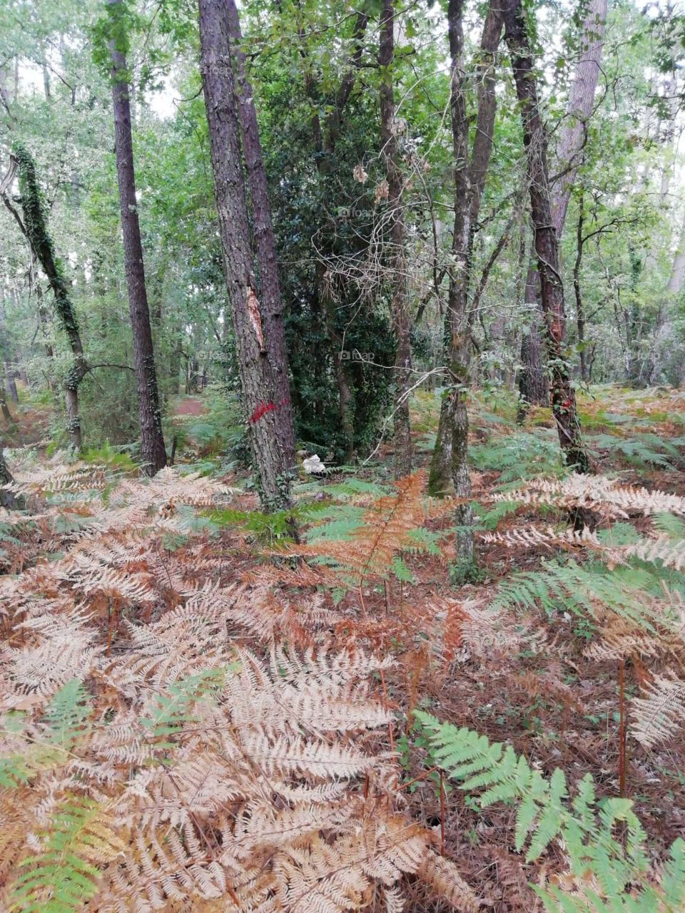 Wood, nature, tree,season