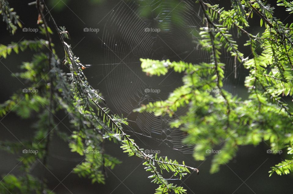 Close-up of spider web on tree