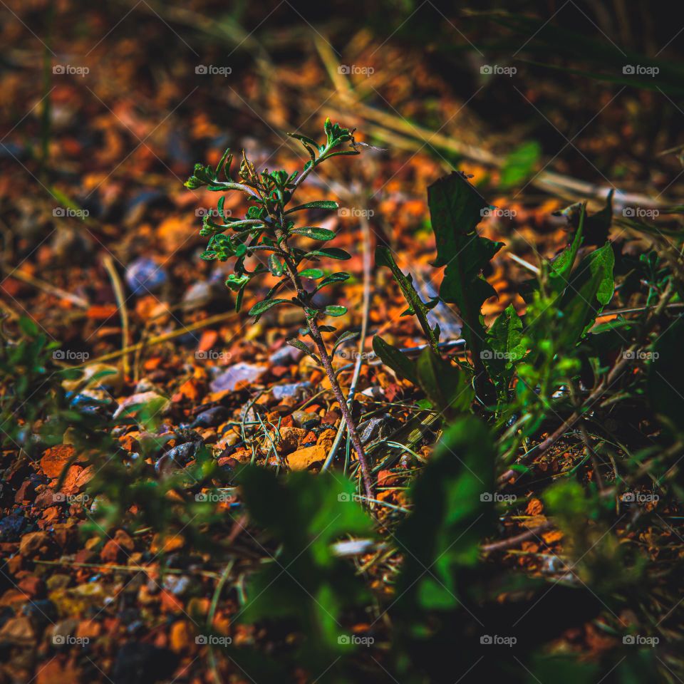 Macro of sprouts and pebbles.