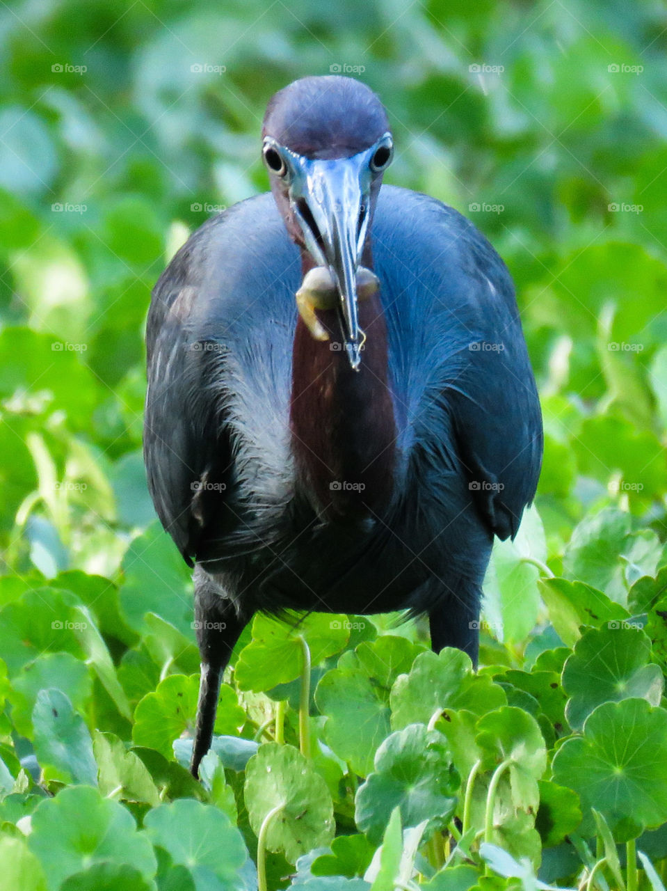 little blue heron