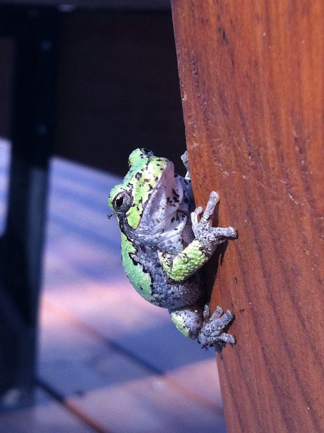 Little green toad