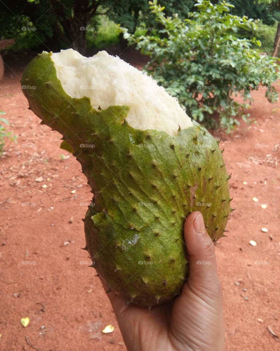 Big soursop