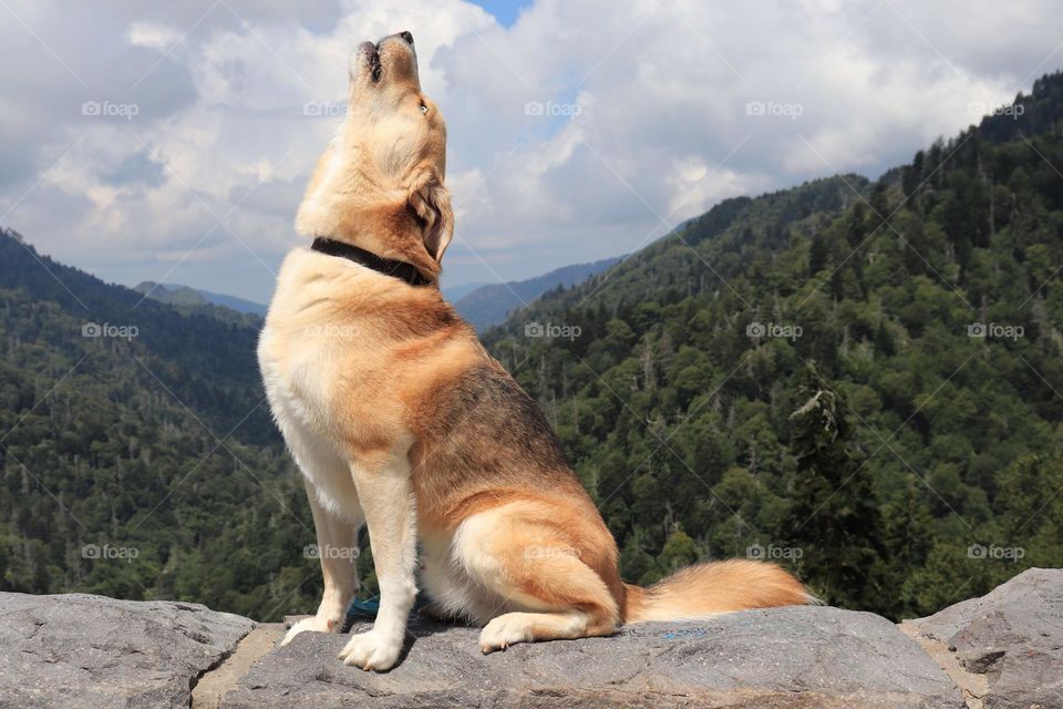 German Shepard husky howling with mountains in background