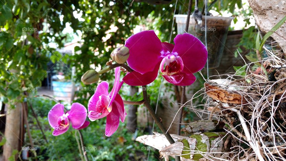 Orquídeas florescendo nas árvores do quintal.