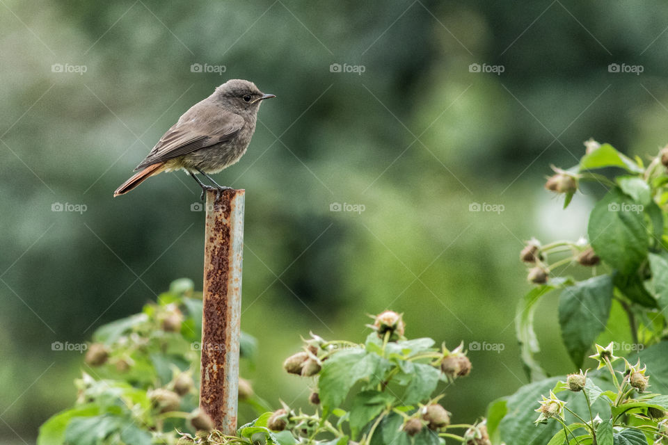 Bird perching on metallic post