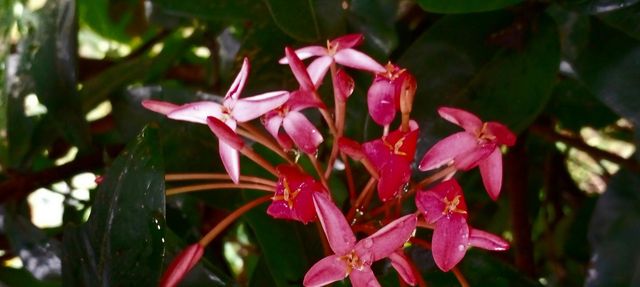 naturelove, beautiful flowers, pink love, drak background, beautiful picture